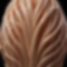 Illustration depicting the structure of hair and how collagen supports it