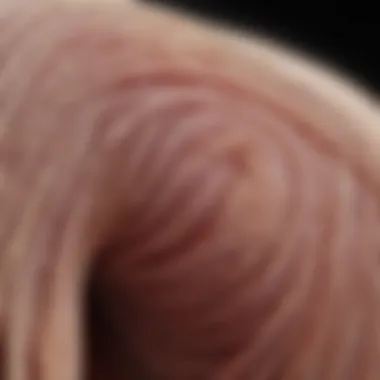 Detailed Hair Follicle Anatomy Illustration of hair follicle anatomy