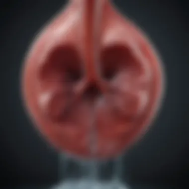 Kidneys Filtering Process Visual representation of kidneys filtering excess water