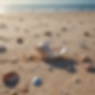 Seashells scattered on sandy beach under clear blue sky