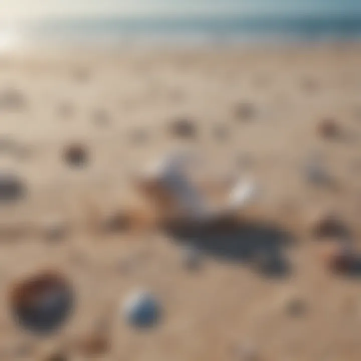 Seashells scattered on sandy beach under clear blue sky