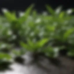 Vibrant green tea leaves showcasing their freshness
