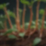 Close-up of ashwagandha roots with green leaves