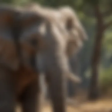 The Intelligence of Elephants A majestic elephant in the wild, showcasing its intelligence
